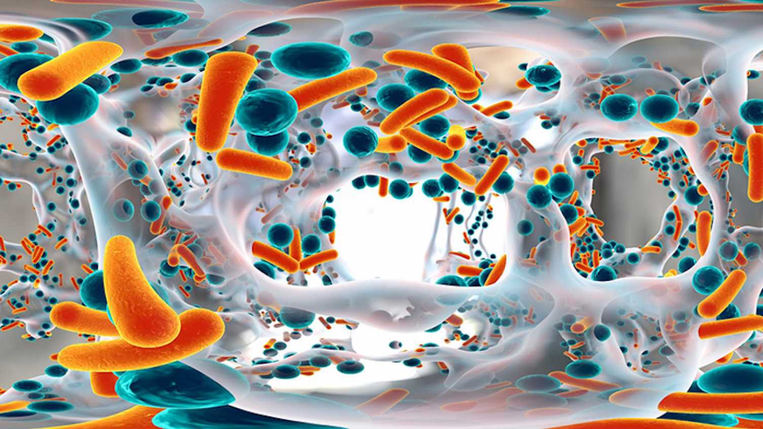 Thumbnail for Antibiotic resistance: Sheffield scientists discover new drug combination to tac…