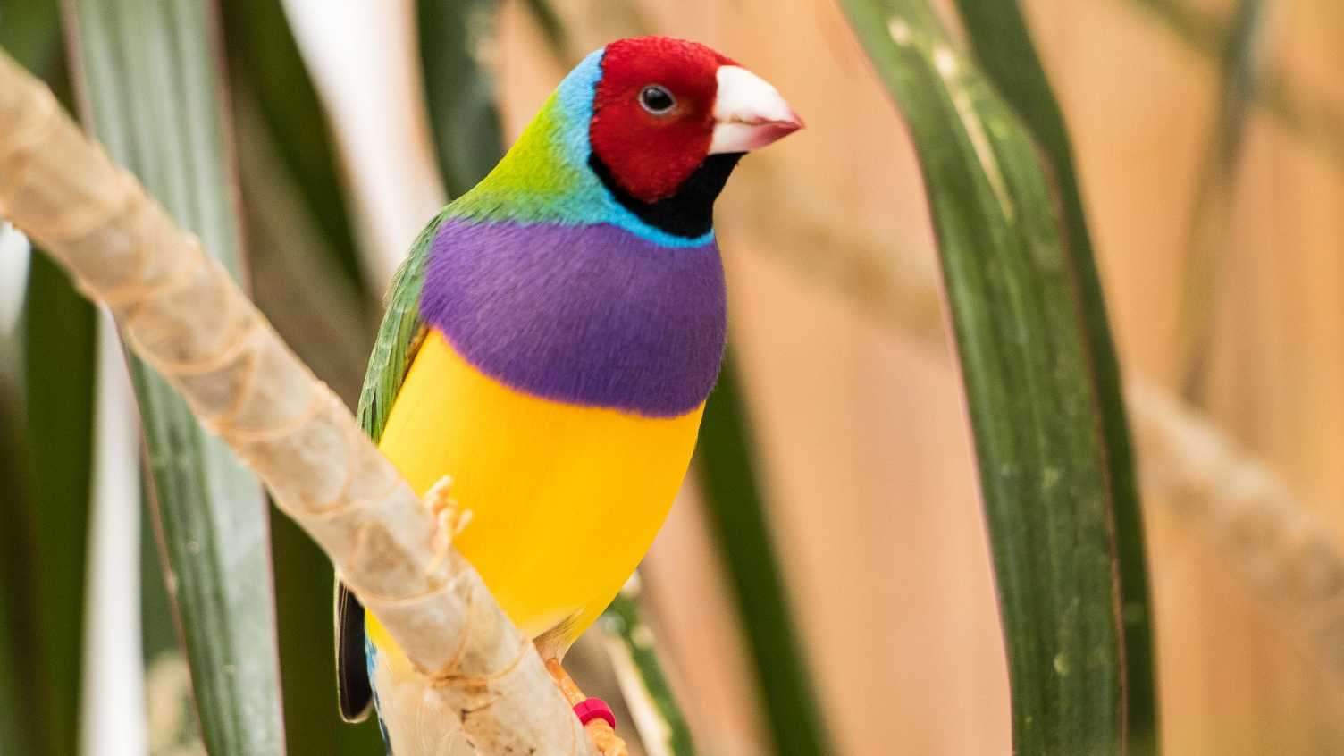 Thumbnail for Study reveals why unique finches keep their heads of many colours | Biosciences 
