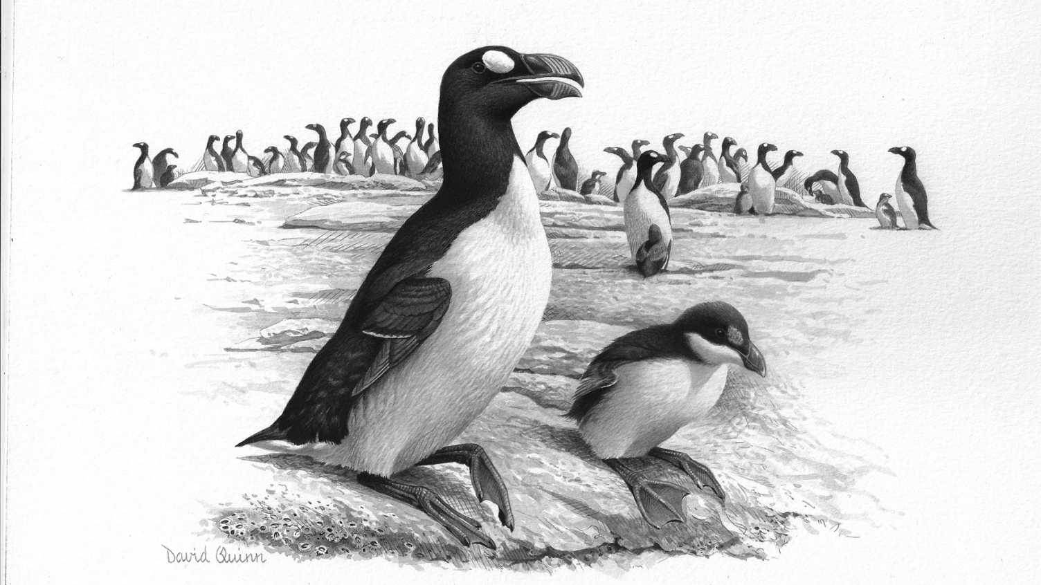 Thumbnail for Long-standing mystery of extinct Great Auk’s chicks solved | News 