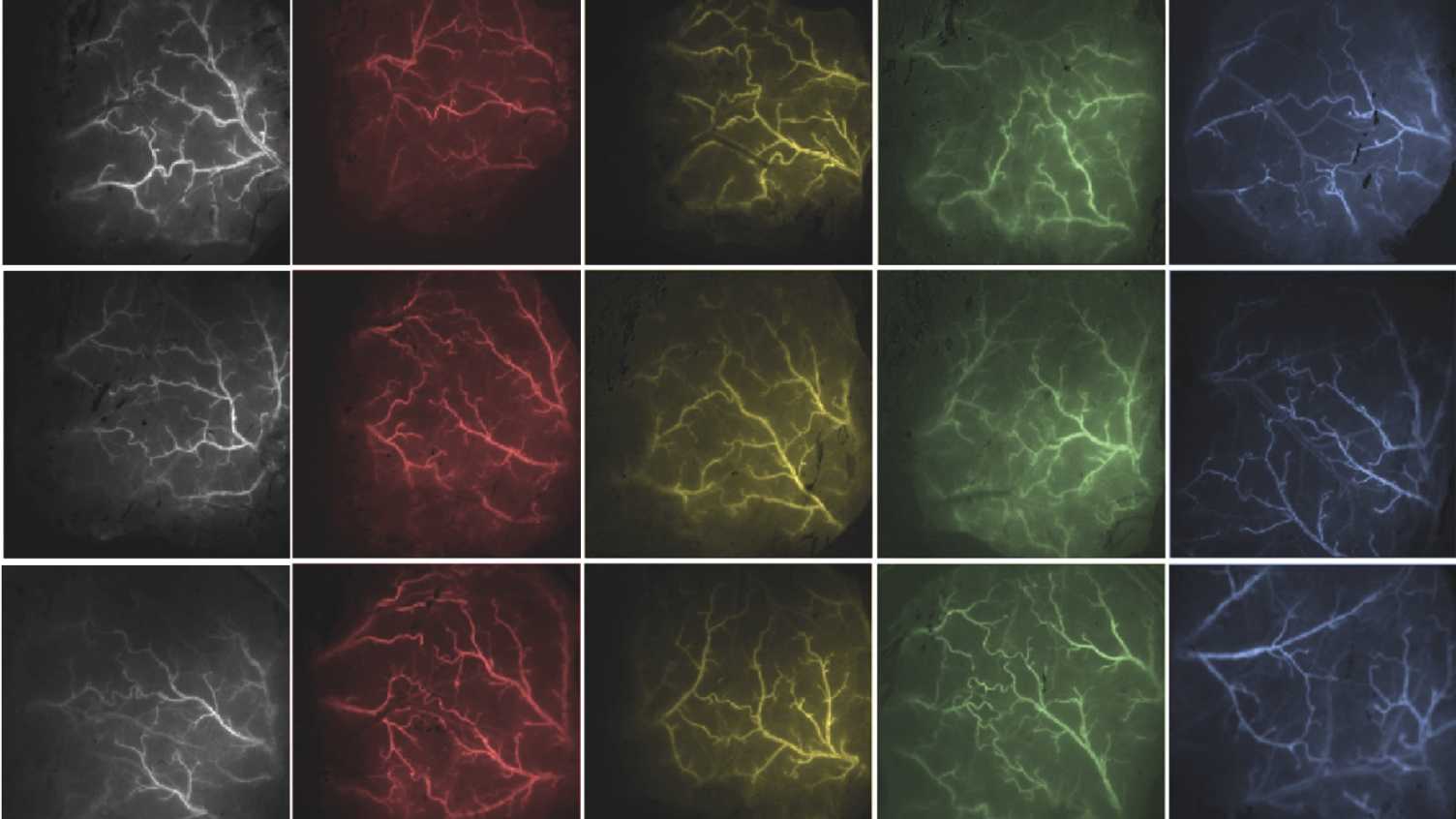 Thumbnail for Pre-clinical research | Dementia Research 