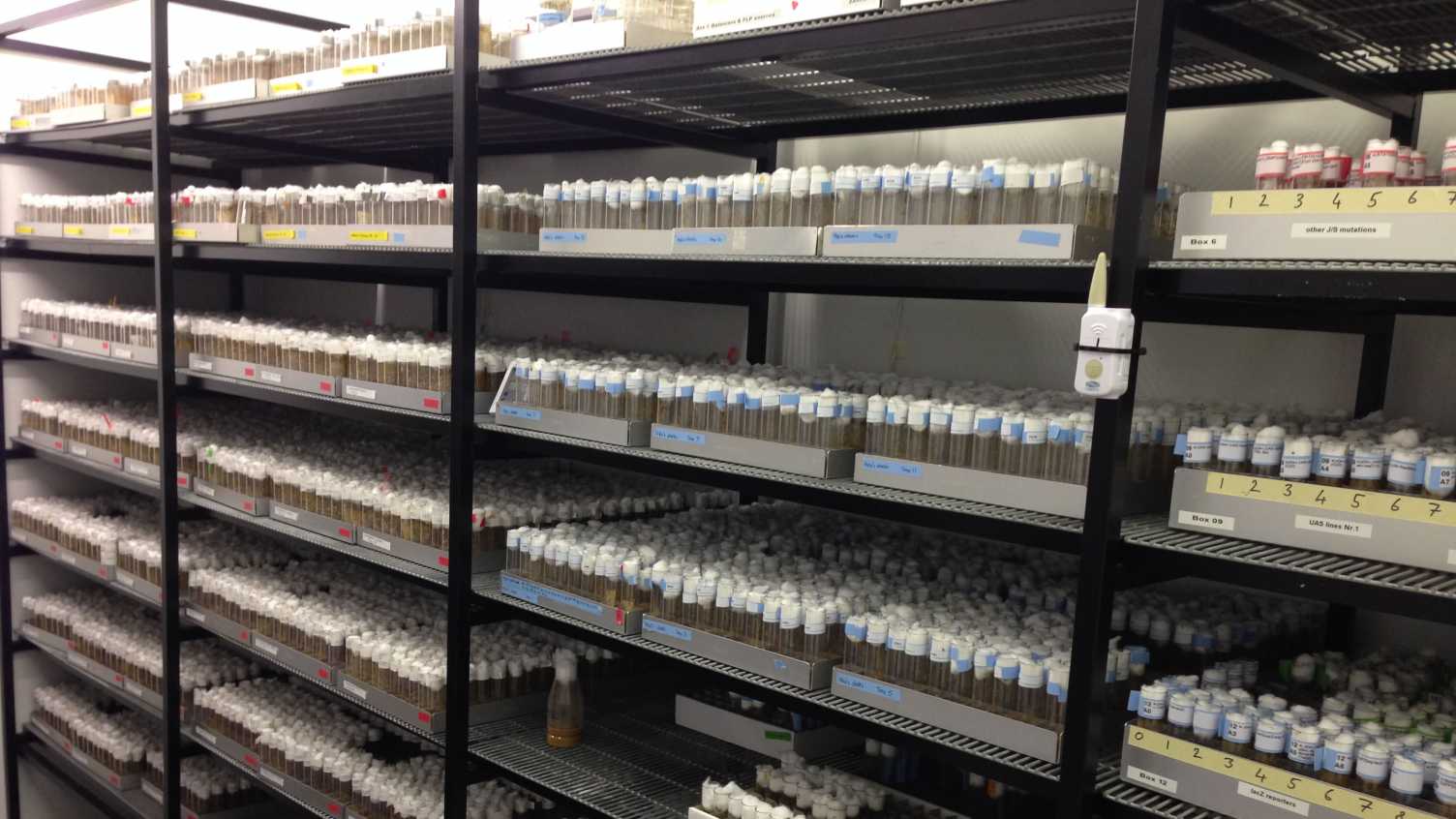 Thumbnail for Drosophila stocks, food and equipment | Fly Facility 