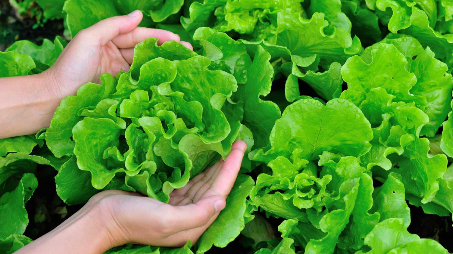 Thumbnail for University of Sheffield’s Institute for Sustainable Food leads £6m research p…