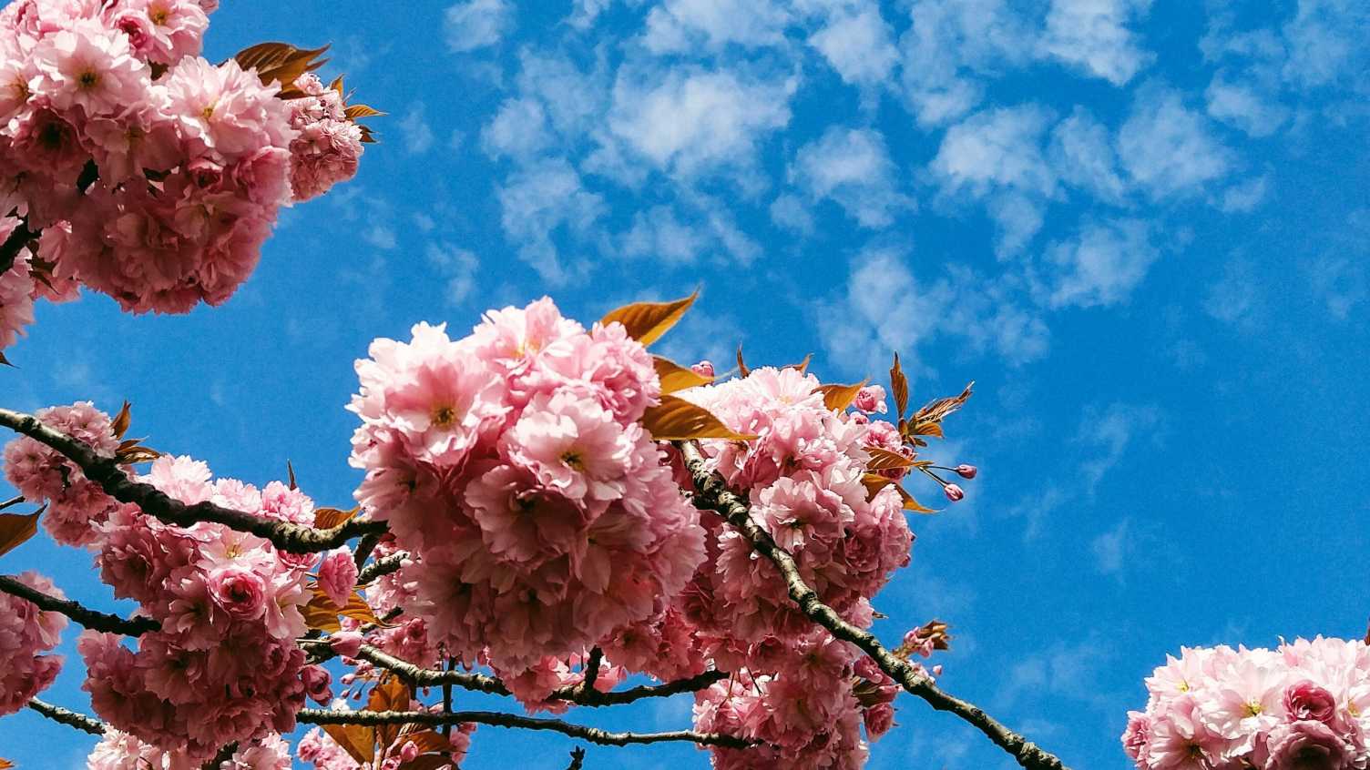 Thumbnail for Japan-UK friendship celebrated with planting of trees on University campus | EFM…