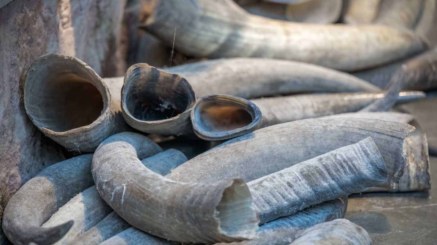 Thumbnail for Wildlife trade drives declines of over 60% in species abundance, according to ne…
