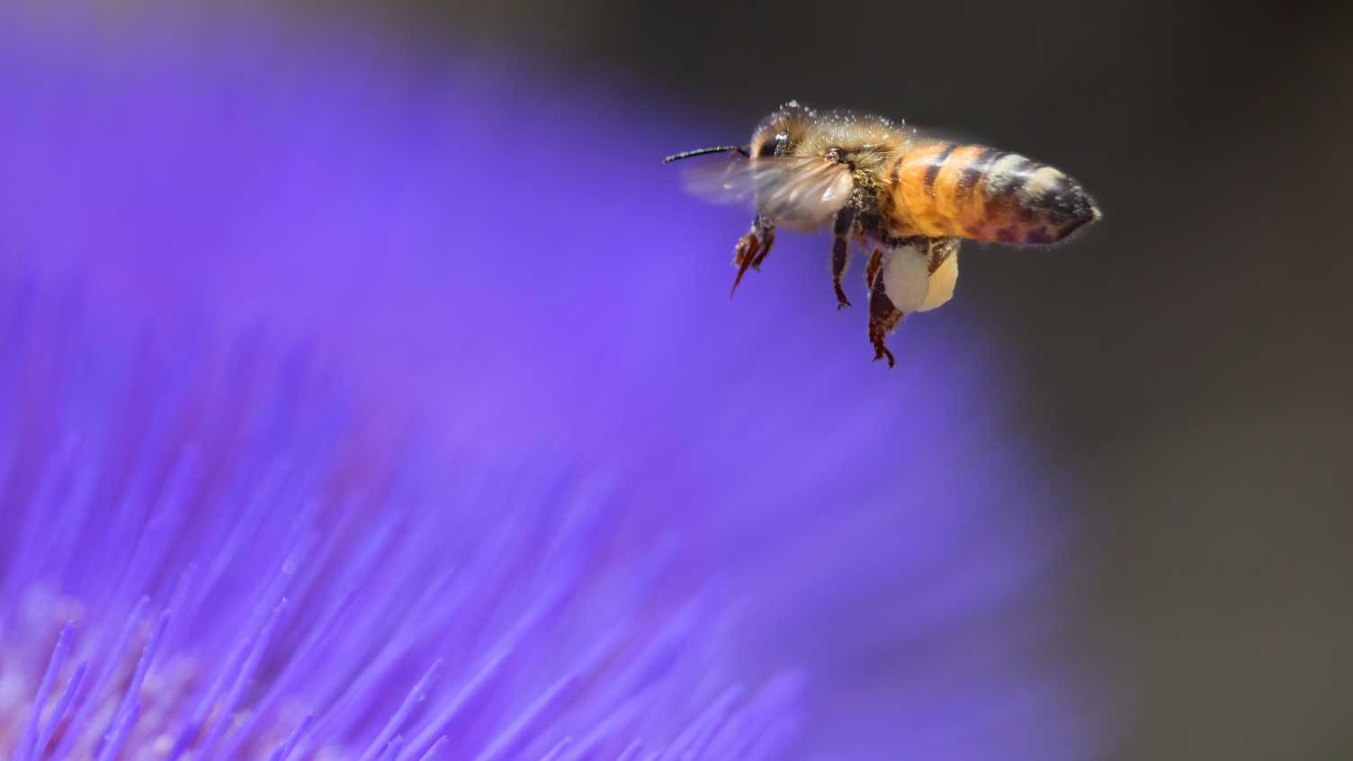 Thumbnail for Honeybees can solve maths tests without using numbers | News 
