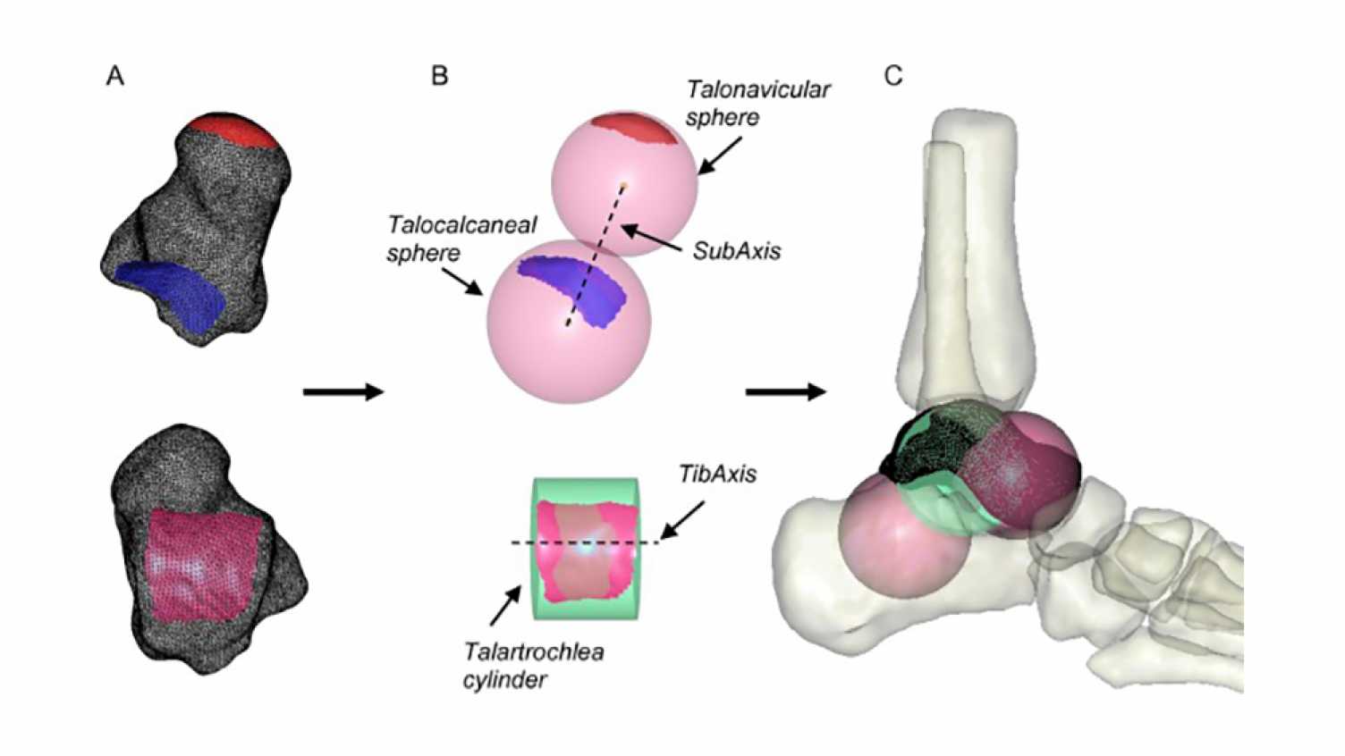 Thumbnail for Image-based Kinematic Ankle Models for Children affected by Juvenile Idiopathic …