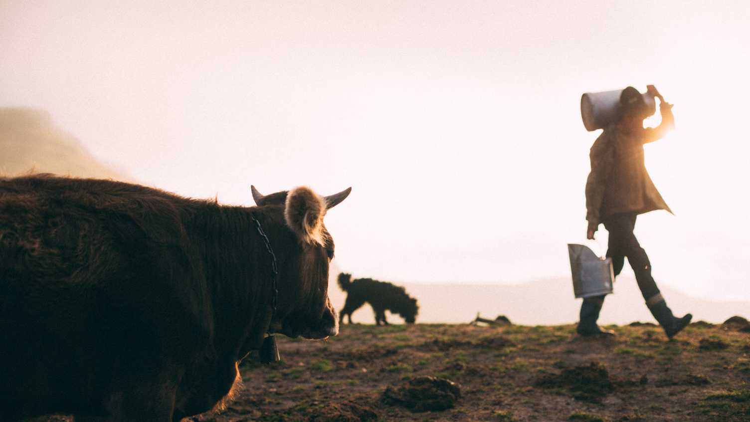Thumbnail for Impact of Covid on farmers' mental health explored in new study | Institute for …
