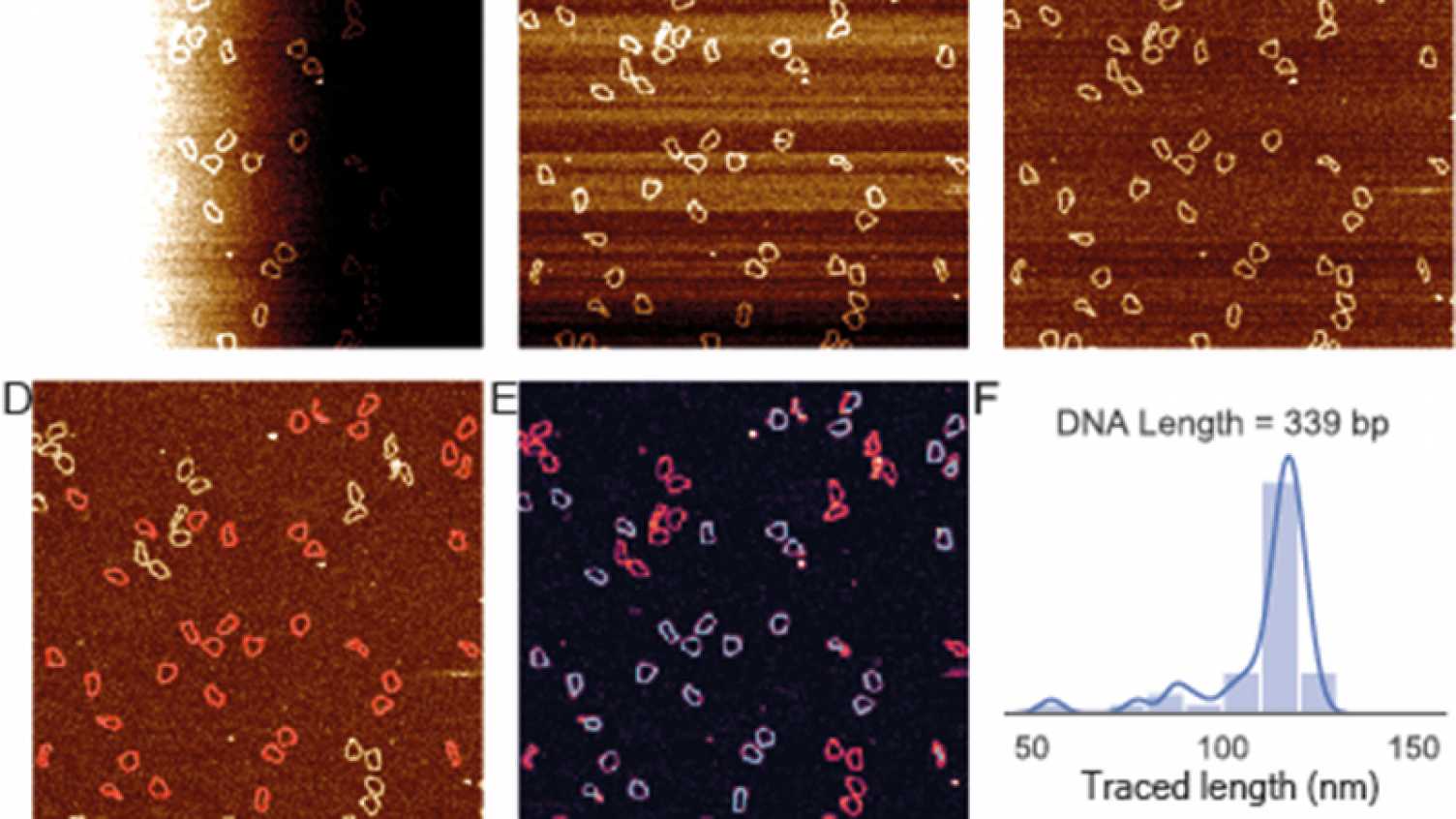 Thumbnail for New software TopoStats accelerates DNA discoveries | News 