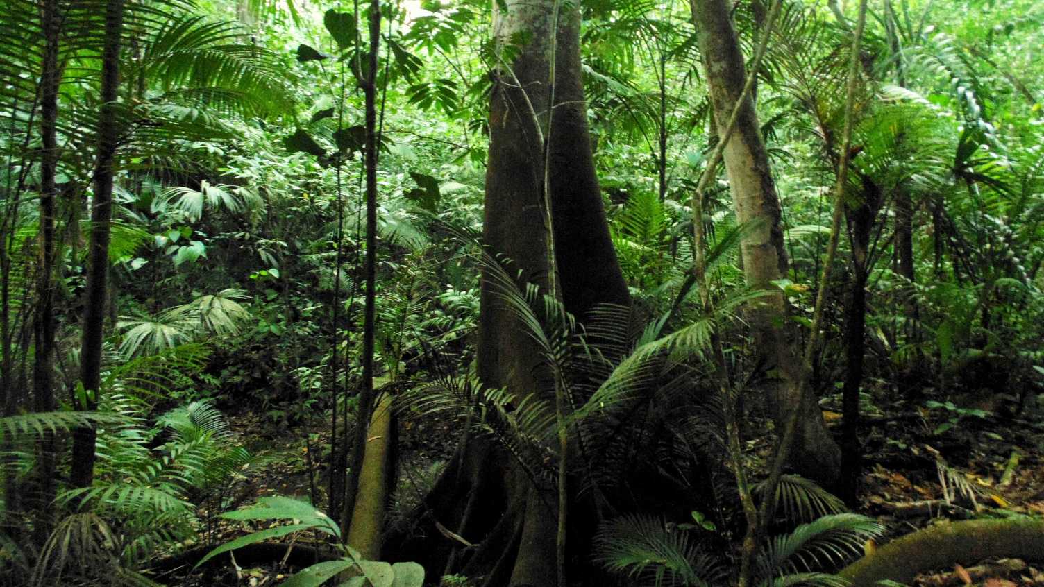Thumbnail for Legume trees support tropical forest growth by releasing nutrients from ancient …