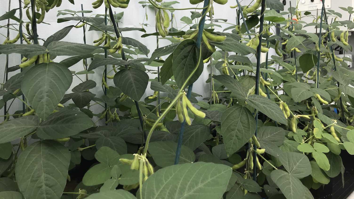 Thumbnail for Sheffield scientists develop climate-resilient beans that reduce water usage | N…