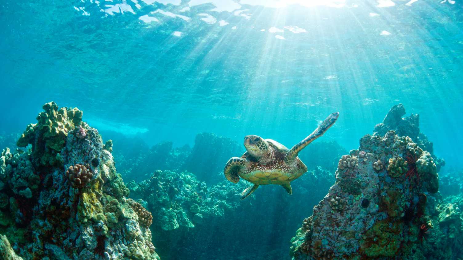 Thumbnail for Affordable reef-safe sunscreen promised by new, more sustainable way to make zin…