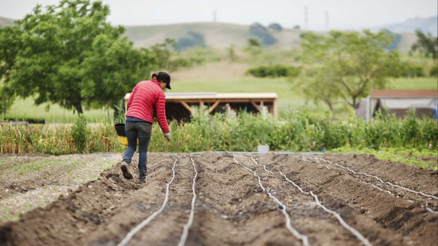 Thumbnail for What is it like to 'do' sustainable soil management? | Institute for Sustainable…