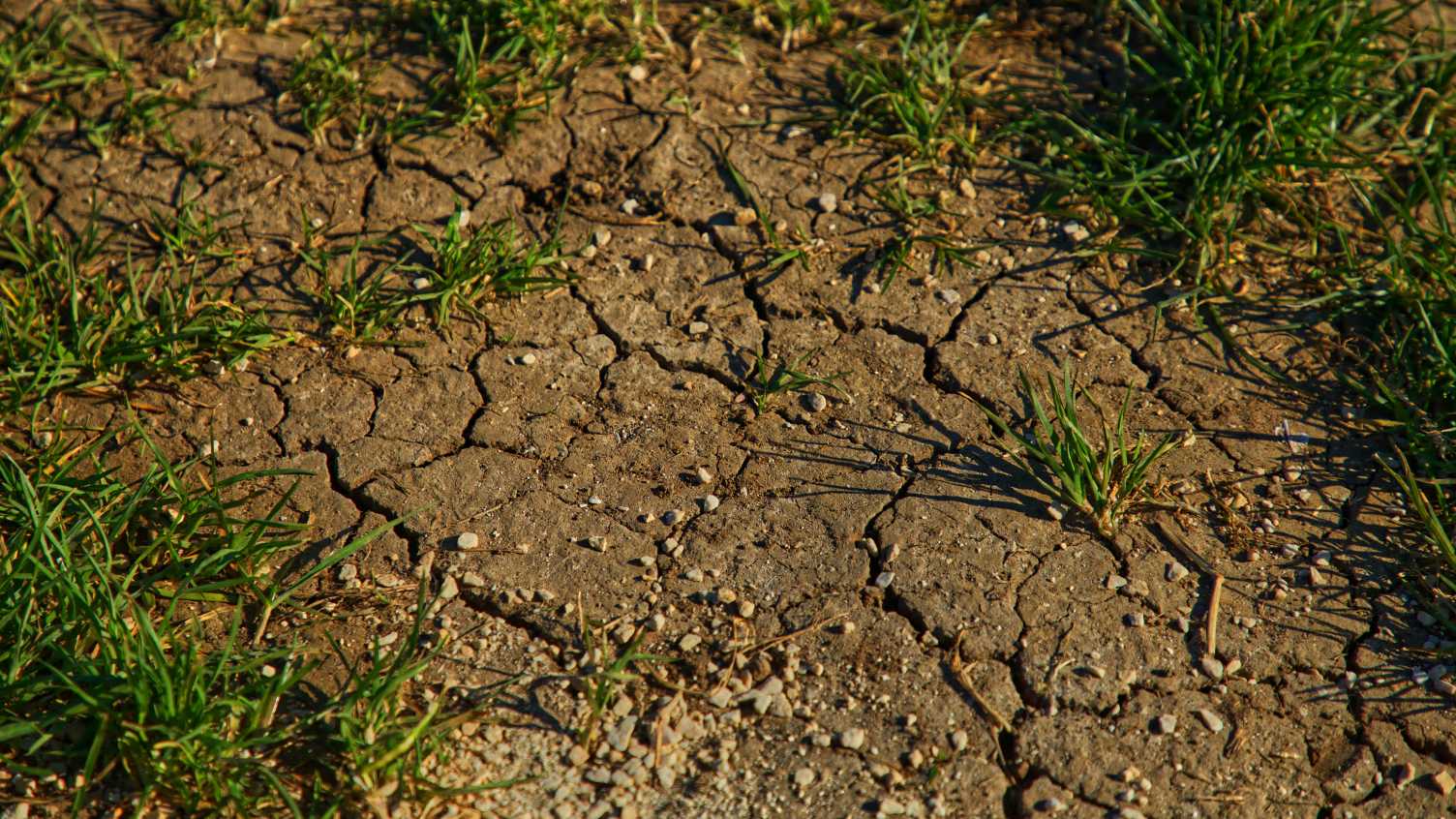 Thumbnail for Sick leave for soils | Institute for Sustainable Food 