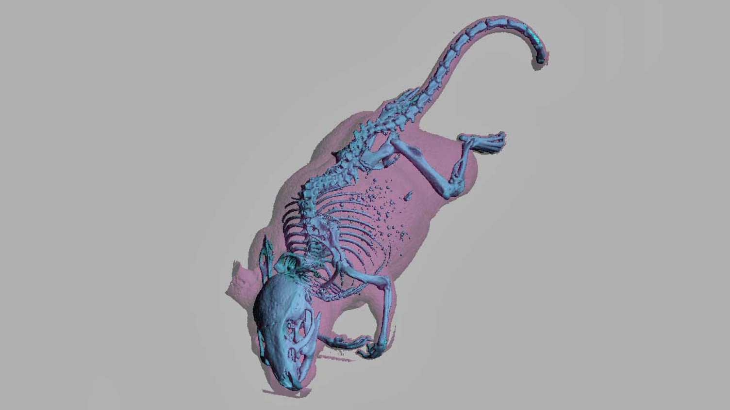 Thumbnail for Case study: First inter-species virtual twin to improve preclinical testing of c…