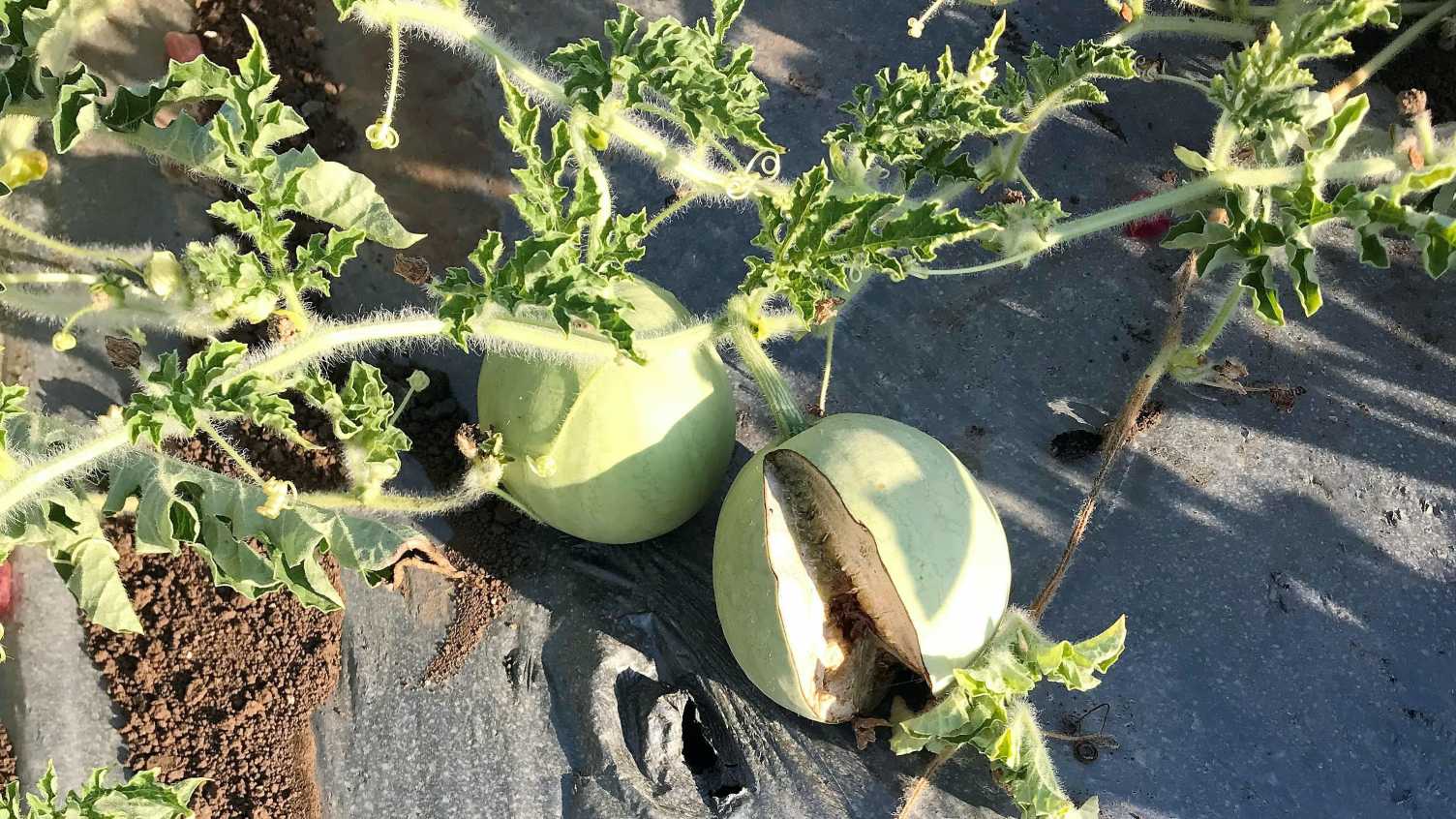 Thumbnail for Ancient discovery could help us develop more disease resistant watermelons | New…