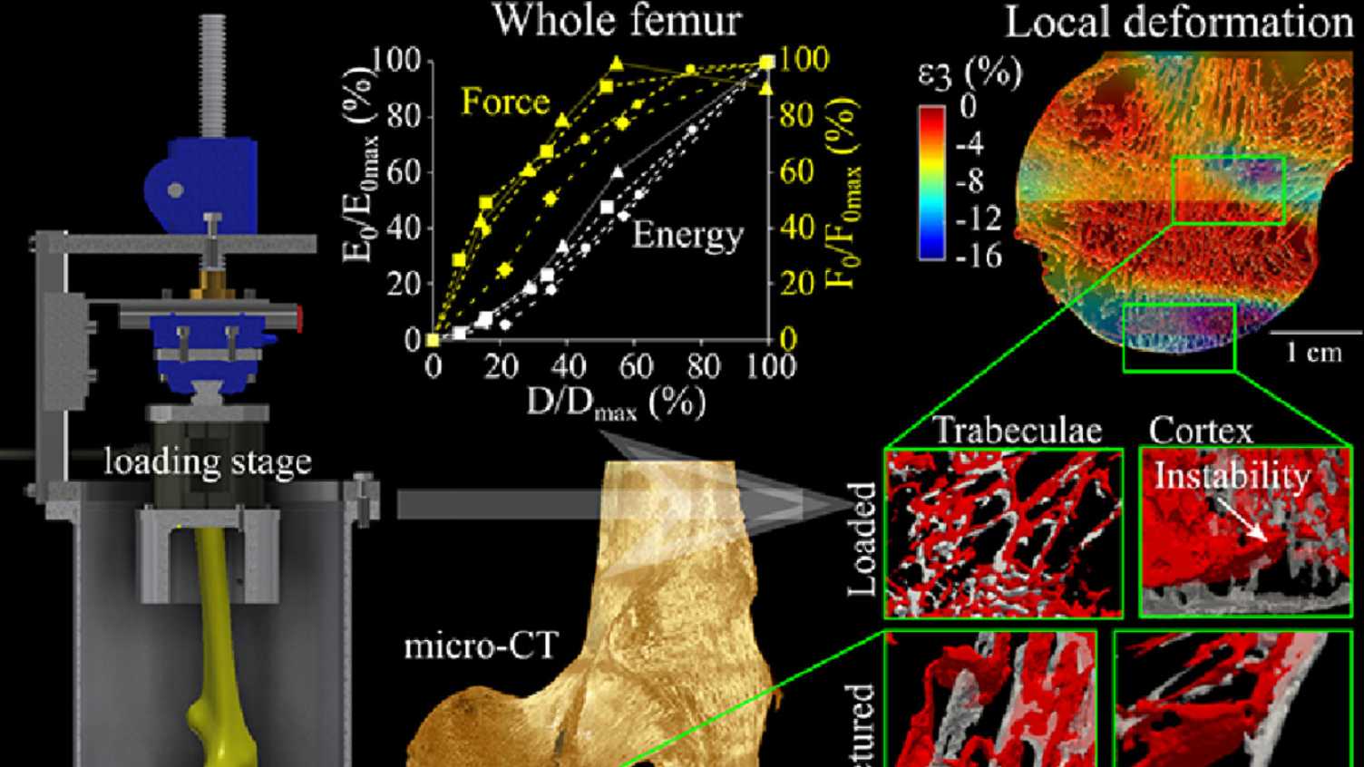 Thumbnail for Damage tolerance and toughness of elderly human femora | Insigneo Institute 