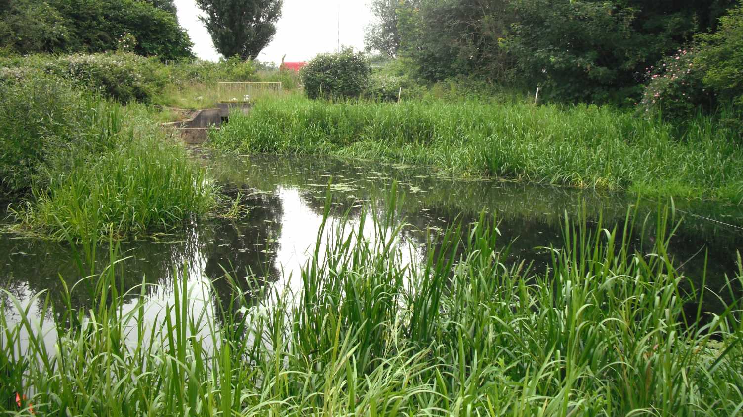 Thumbnail for Vegetation and ponds | Mixing Studies 