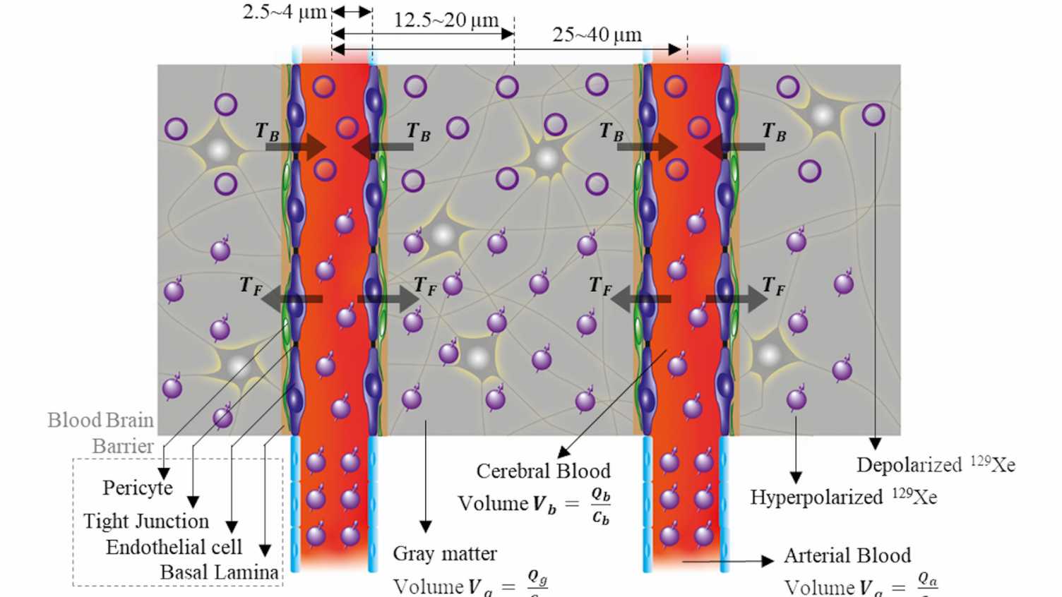 Thumbnail for ‘Measuring 129Xe transfer across the blood brain barrier using magnetic resona…