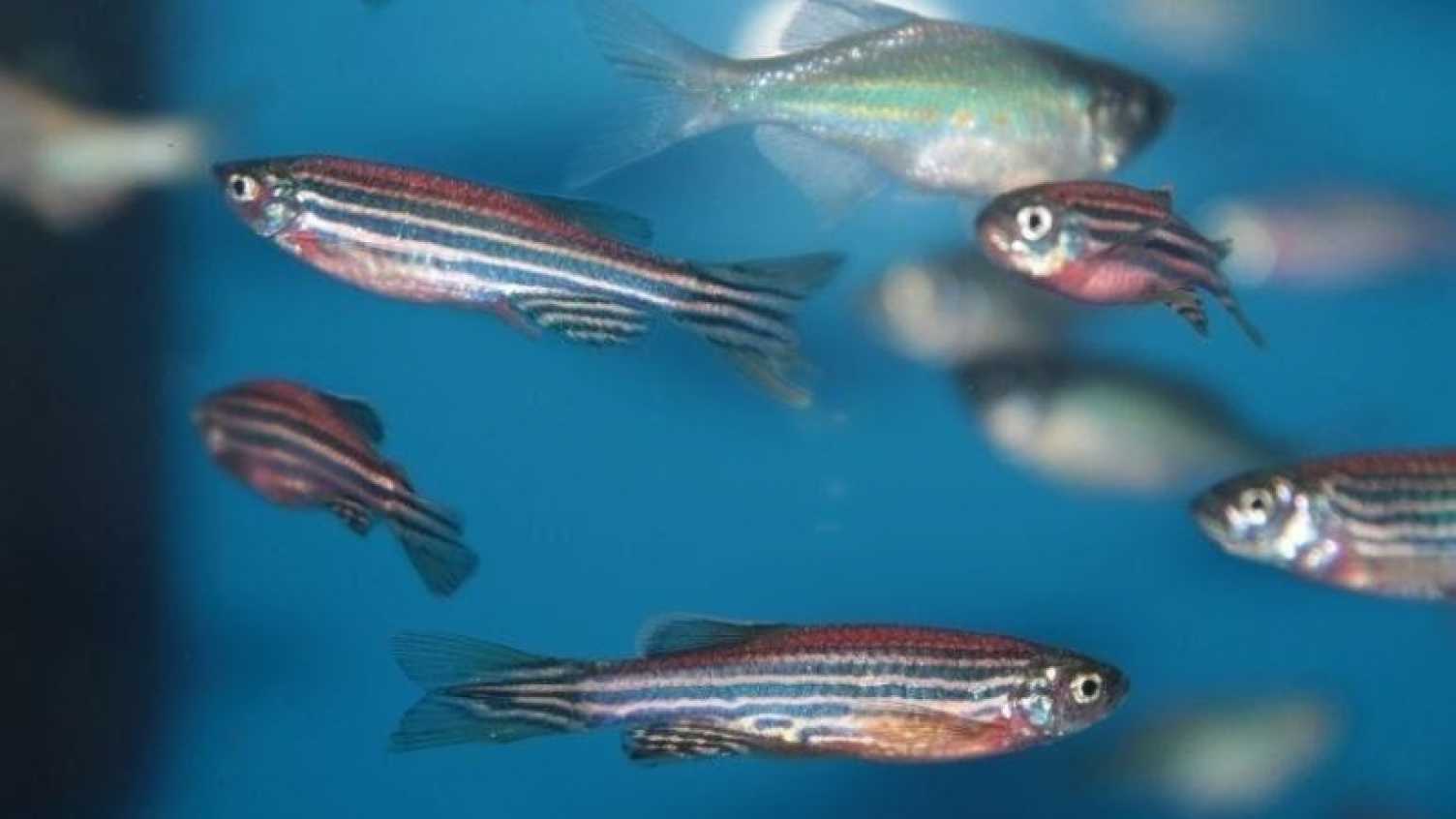 Thumbnail for New guide offers comprehensive framework for Zebrafish care and research methods…