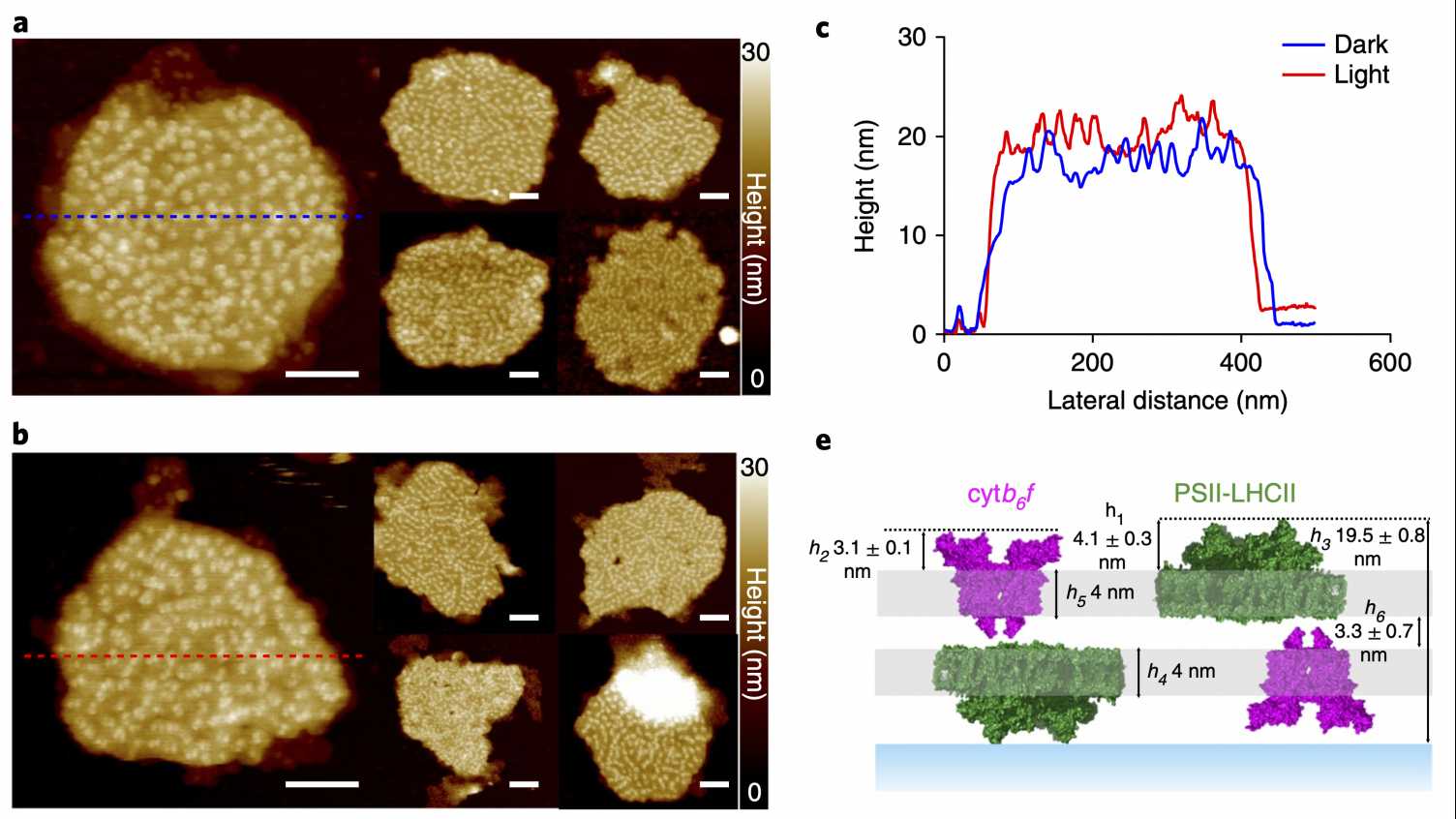 Thumbnail for Membrane assembly and organisation | Photosynthesis 