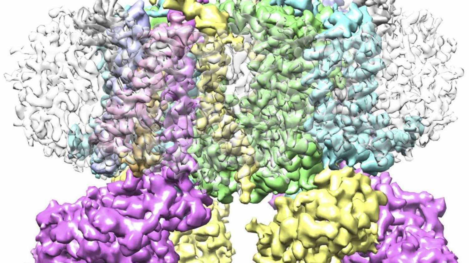Thumbnail for Cryo-EM Structure Of The Spinach Cytochrome B6f Complex At 3.6Å Resolution | …