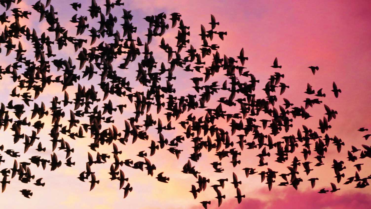 Thumbnail for Infertility in birds ‘critically understudied’ in female and wild population…