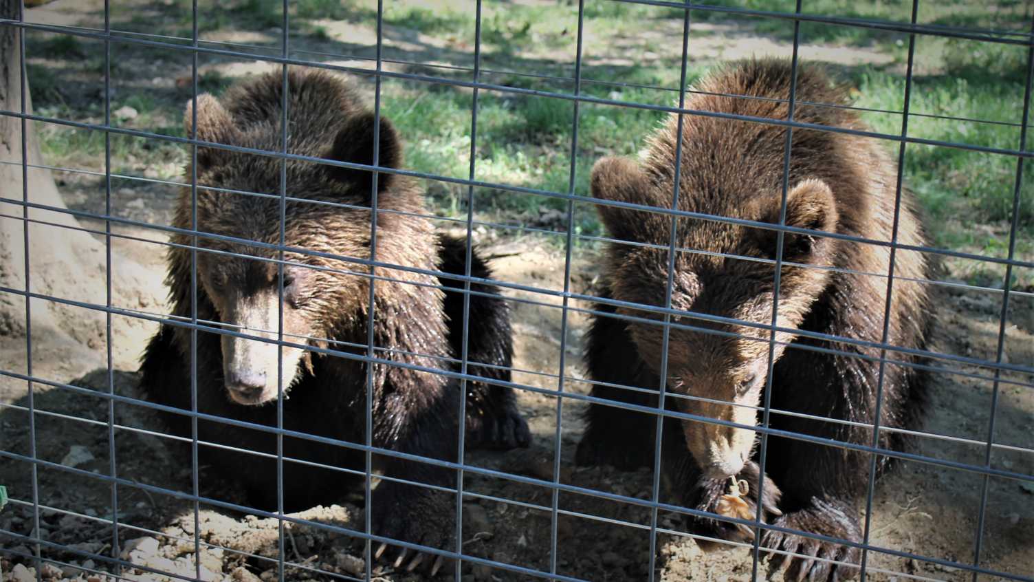Thumbnail for BEaStly Business: Examining the illegal trade in bears, eels and songbirds | Fac…