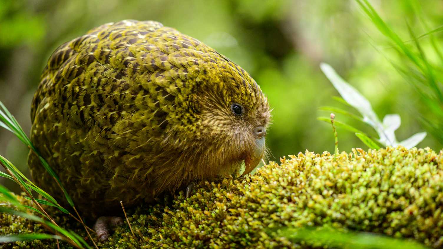 Thumbnail for Fertility hope for the endangered kakapo | News 