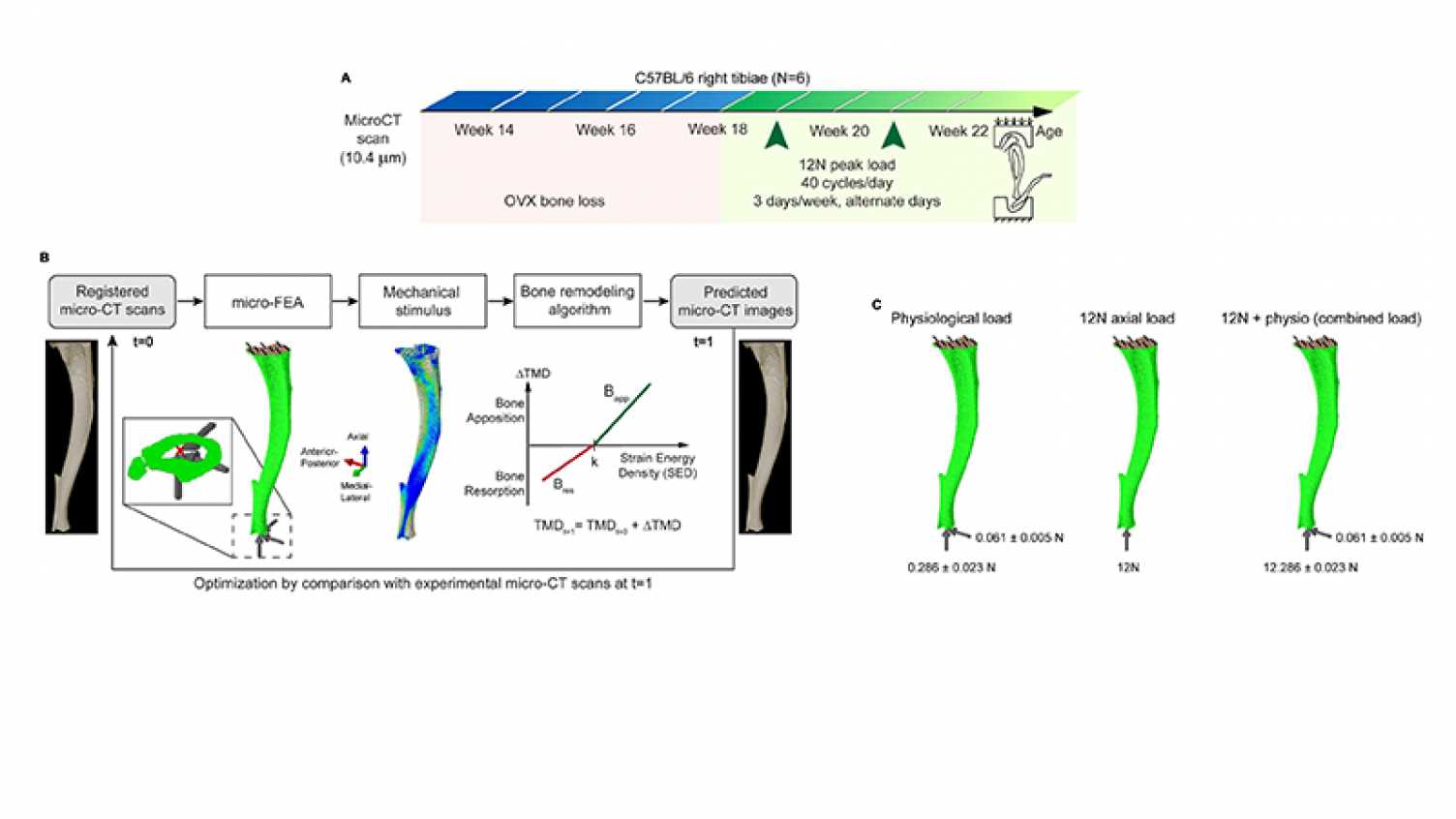 Thumbnail for The role of the loading condition in predictions of bone adaptation in a mouse t…