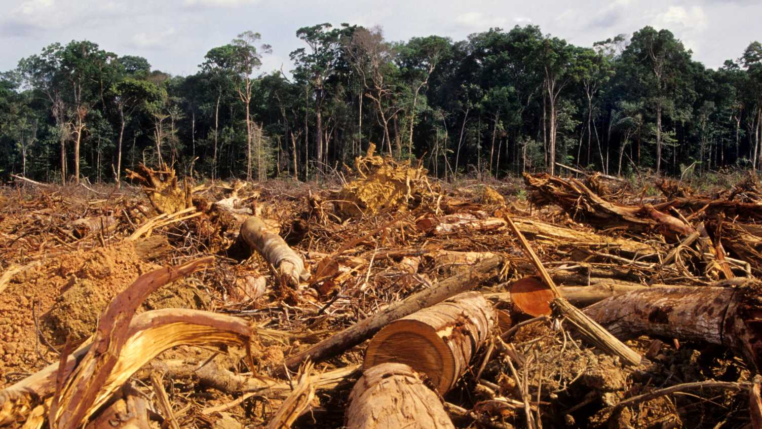 Thumbnail for Global study reveals that Indigenous lands protect tropical forests from defores…
