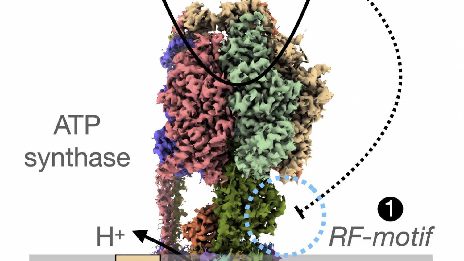 Thumbnail for Photosynthesis group awarded major new Leverhulme grant | Photosynthesis 