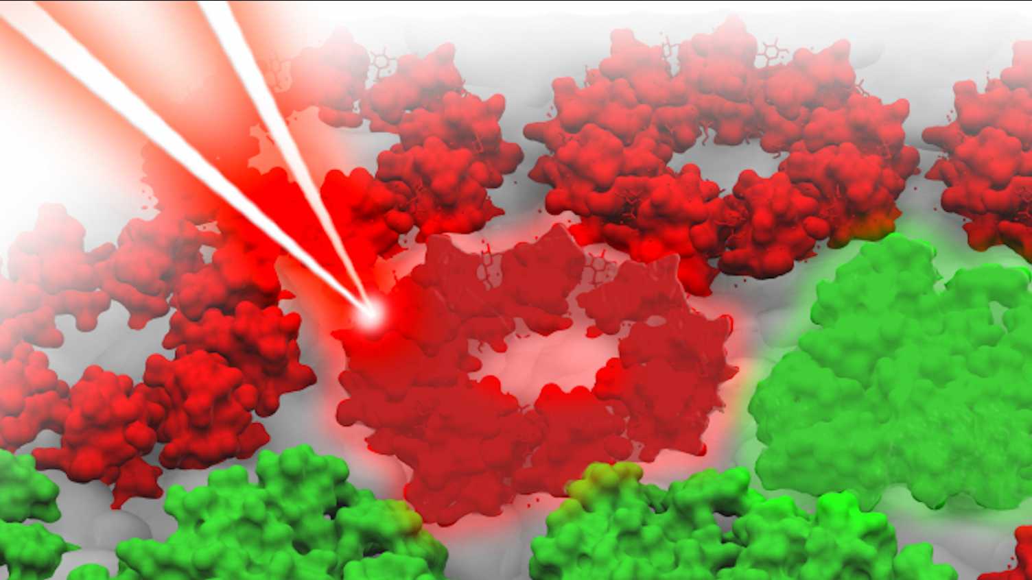 Thumbnail for New quantum biology NSF-BBSRC grant for Photosynthesis Group | Photosynthesis 