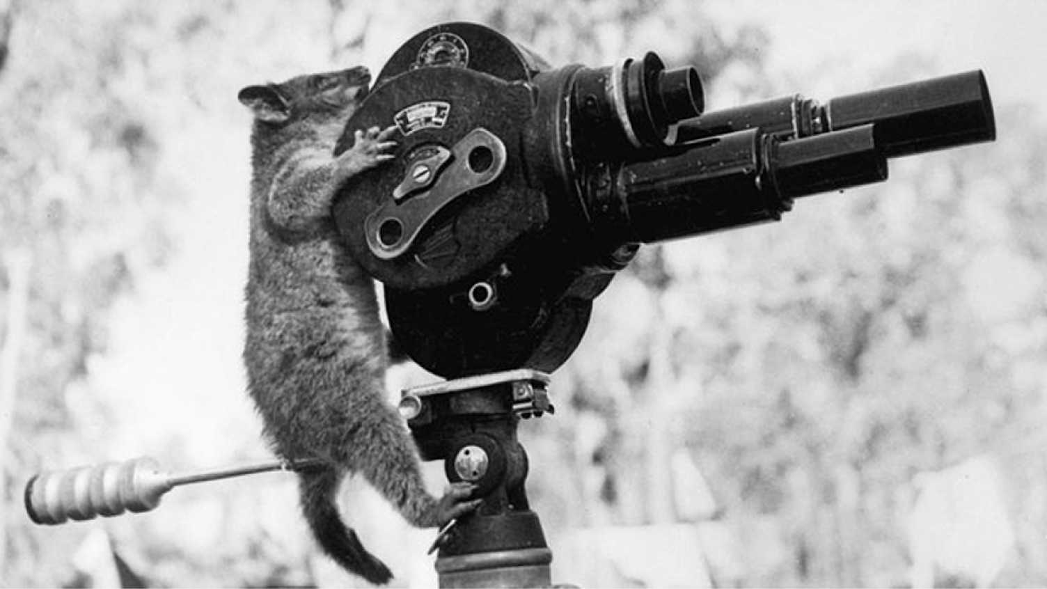 Thumbnail for Zooscope: The animals in film archive | English 