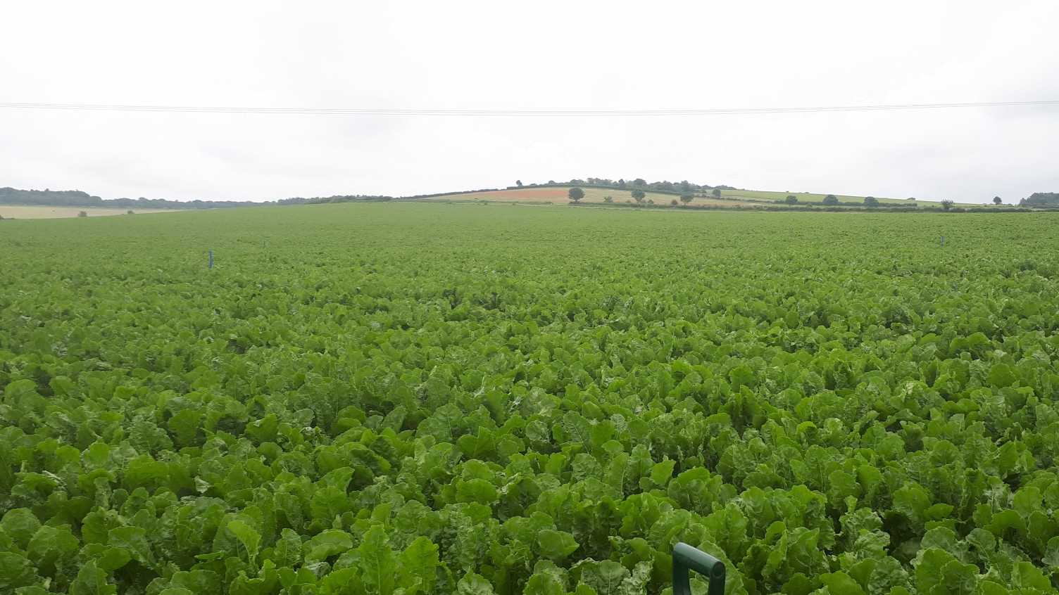 Thumbnail for Managing UK agriculture with rock dust could absorb up to 45 per cent of the atm…