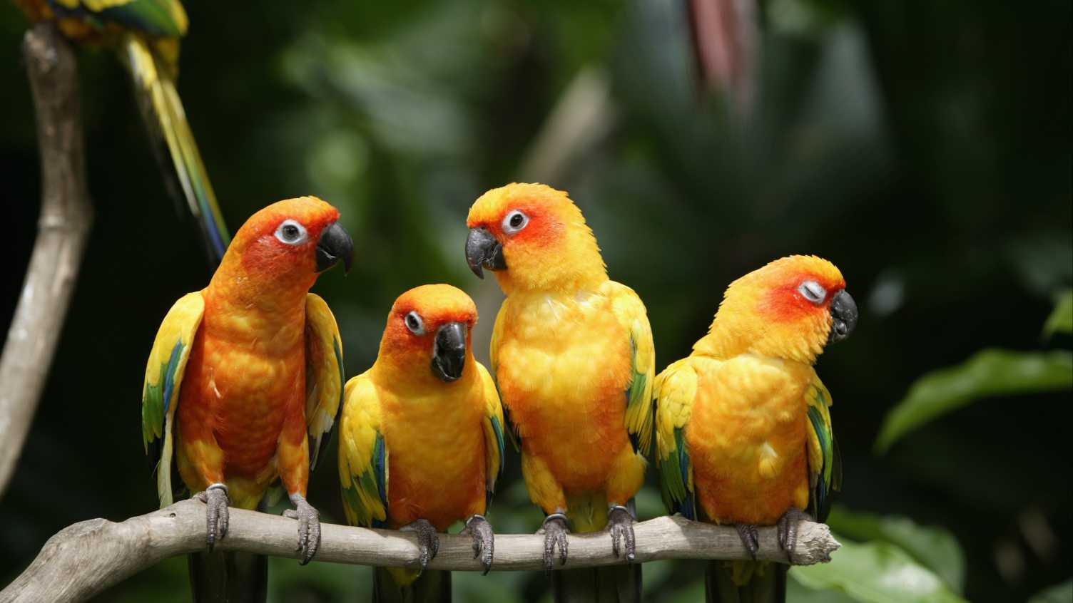 Thumbnail for New study finally proves that birds are more colourful near the Equator | News 