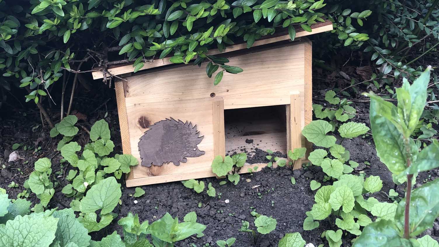 Thumbnail for Hedgehog friendly initiatives | EFM 