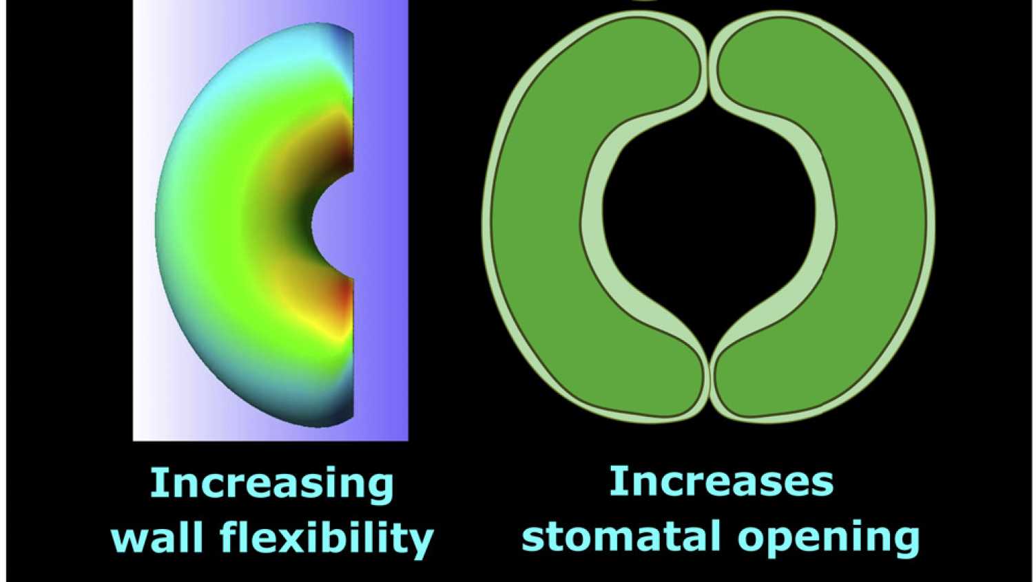 Thumbnail for Engineering stomata could boost crop performance in future climate scenarios | B…