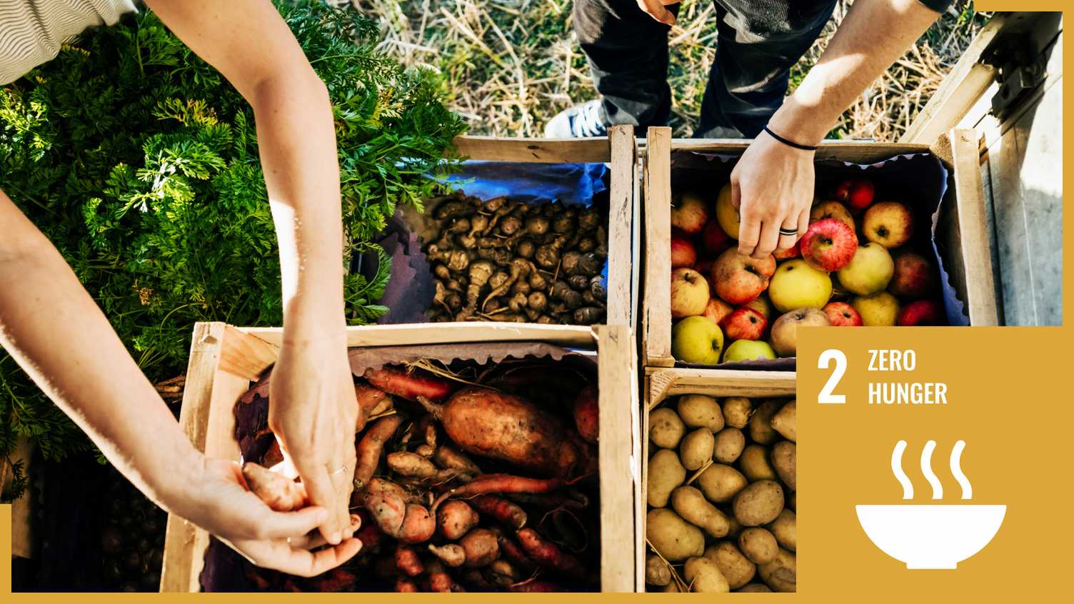 Thumbnail for SDG2: Zero Hunger | Sustainability 