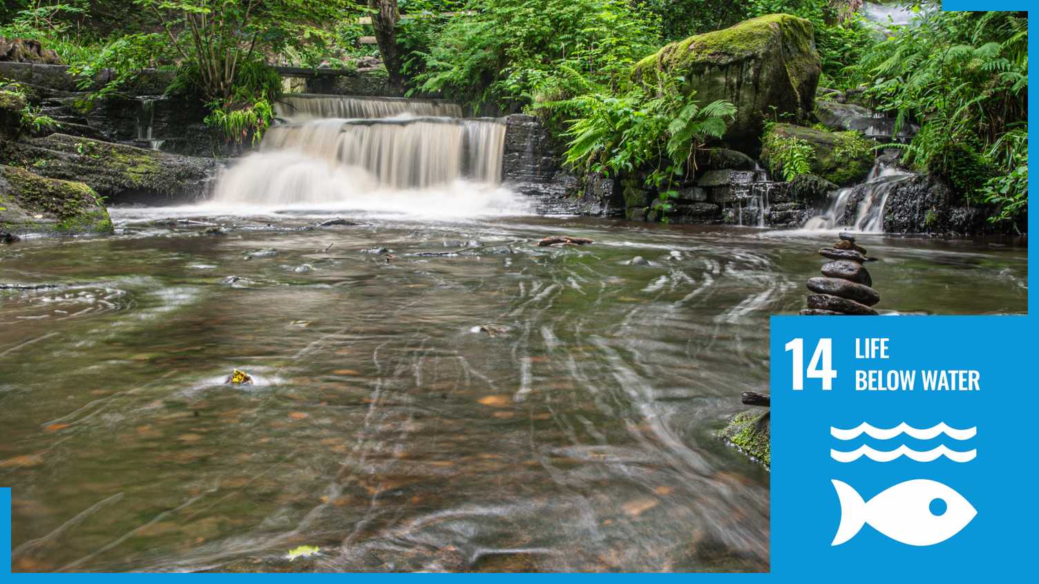 Thumbnail for SDG14: Life Below Water | Sustainability 