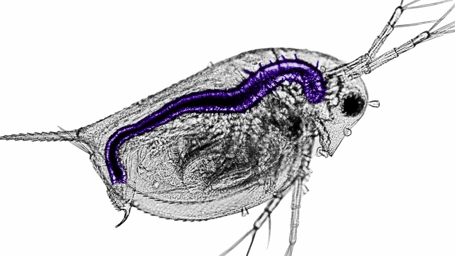 Thumbnail for The pesticide paradox: creating an acceptable killer | Research 
