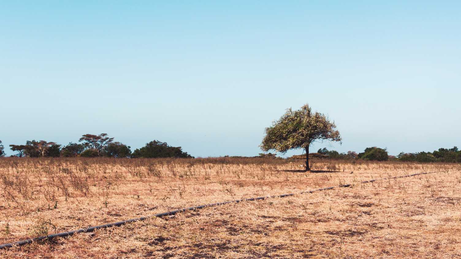 Thumbnail for Trees could be key protagonist for forest–grassland transitions | Biosciences 