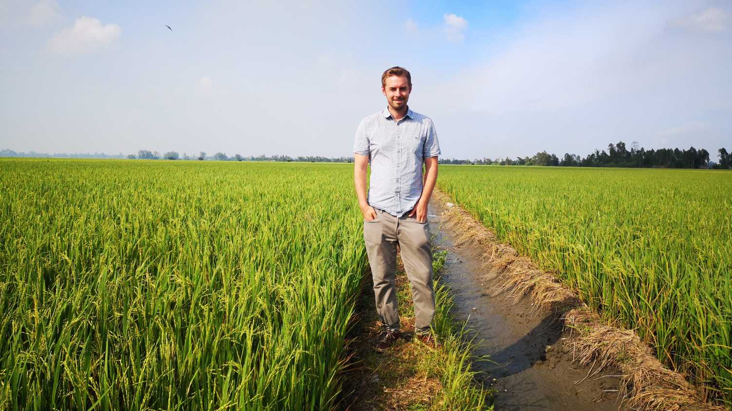 Thumbnail for Genetically modified rice could be key to tackling food shortages caused by clim…