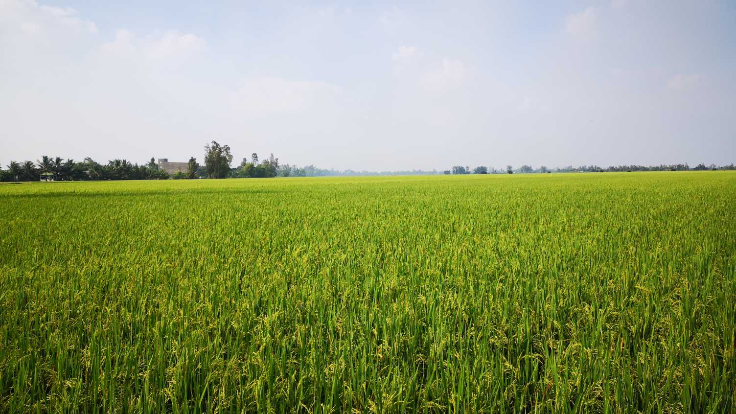 Thumbnail for Natural GM crops: grasses take evolutionary shortcut by borrowing genes from the…