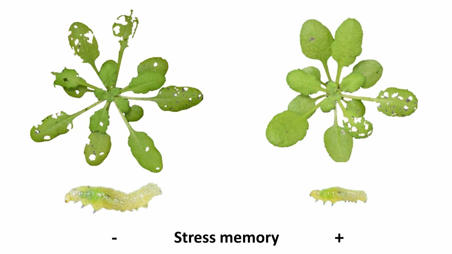 Thumbnail for Stress memory in plants could hold key to growing disease resistant crops | Inst…