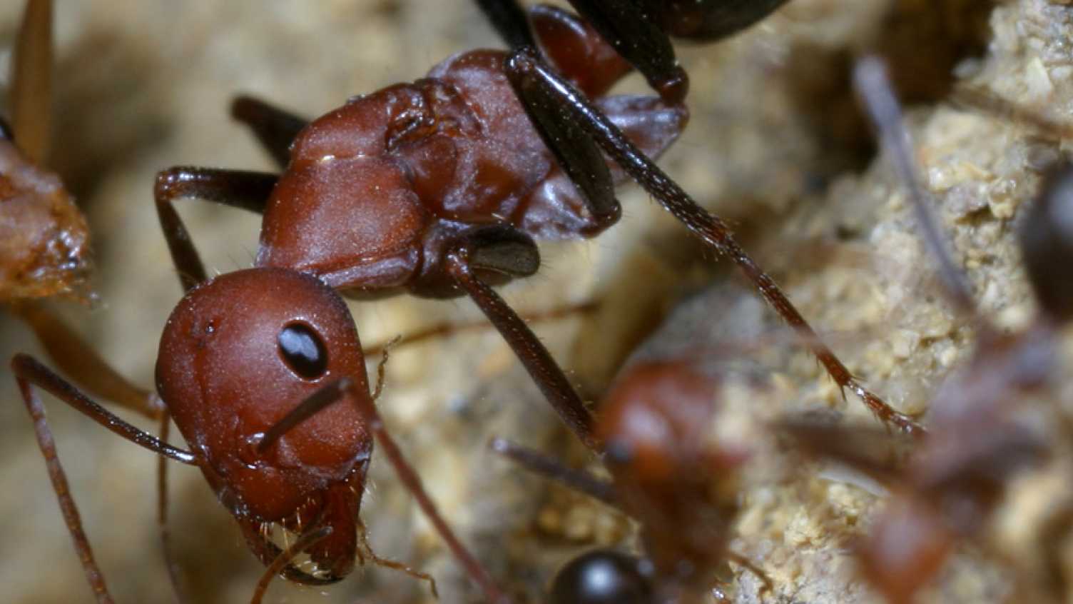 Thumbnail for New tracking technology reveals the hidden foraging lives of desert ants | News 