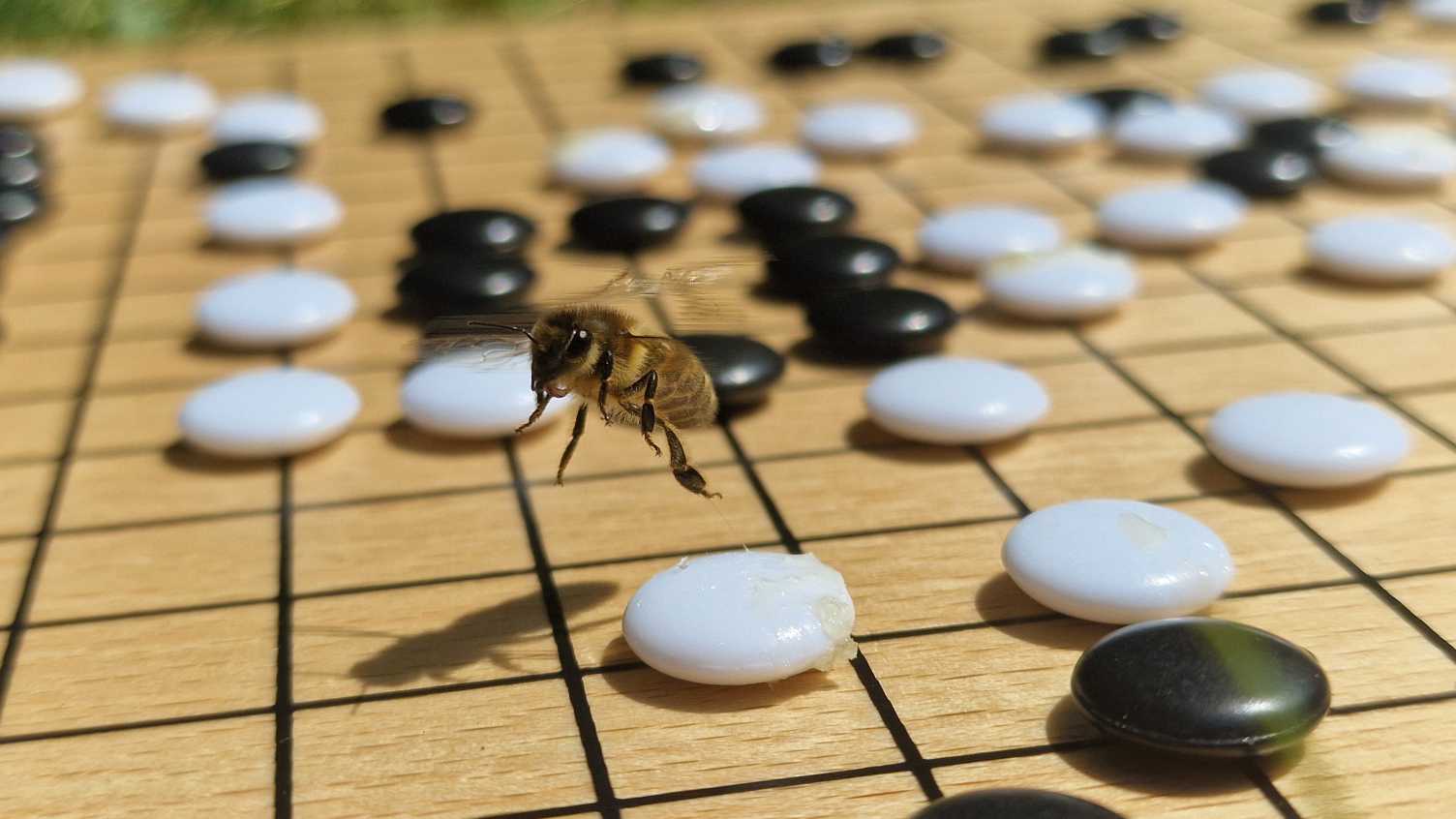 Thumbnail for Honeybees make rapid, accurate decisions and could inspire future of AI, study s…