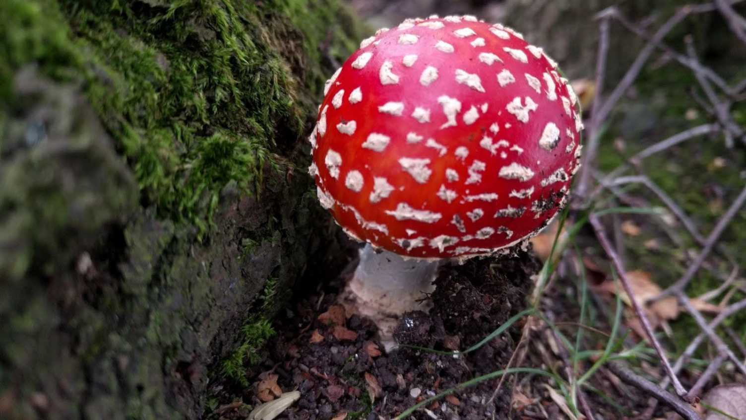 Thumbnail for Fungi stores a third of carbon from fossil fuel emissions and could be essential…
