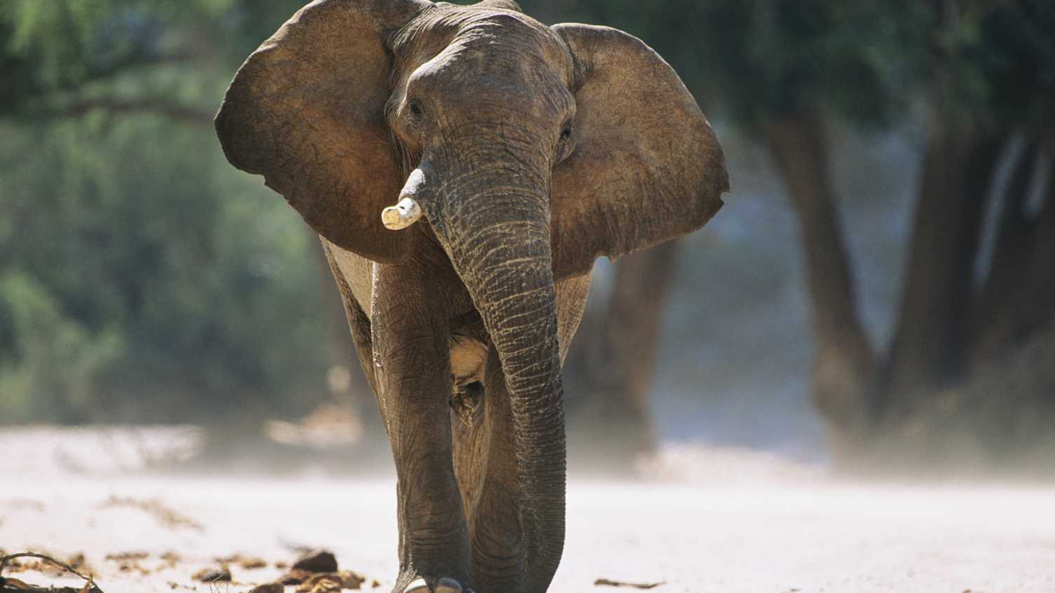 Thumbnail for Global wildlife trade risks altering evolutionary history and ecosystem function…