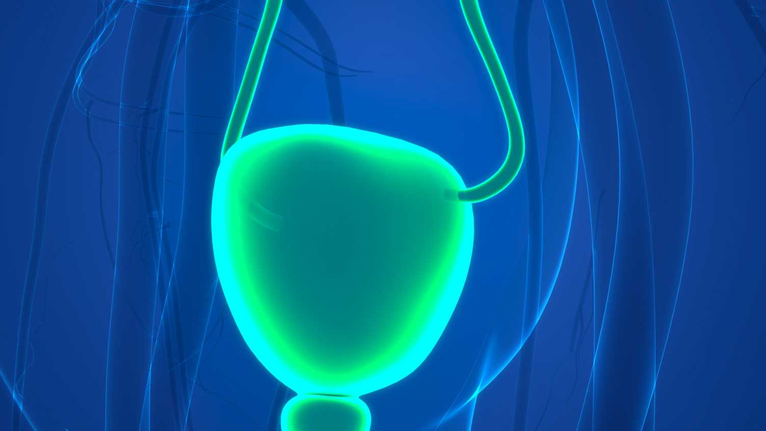 Thumbnail for Unlocking the secrets of bladder dysfunction: $3.2 million digital twin project …