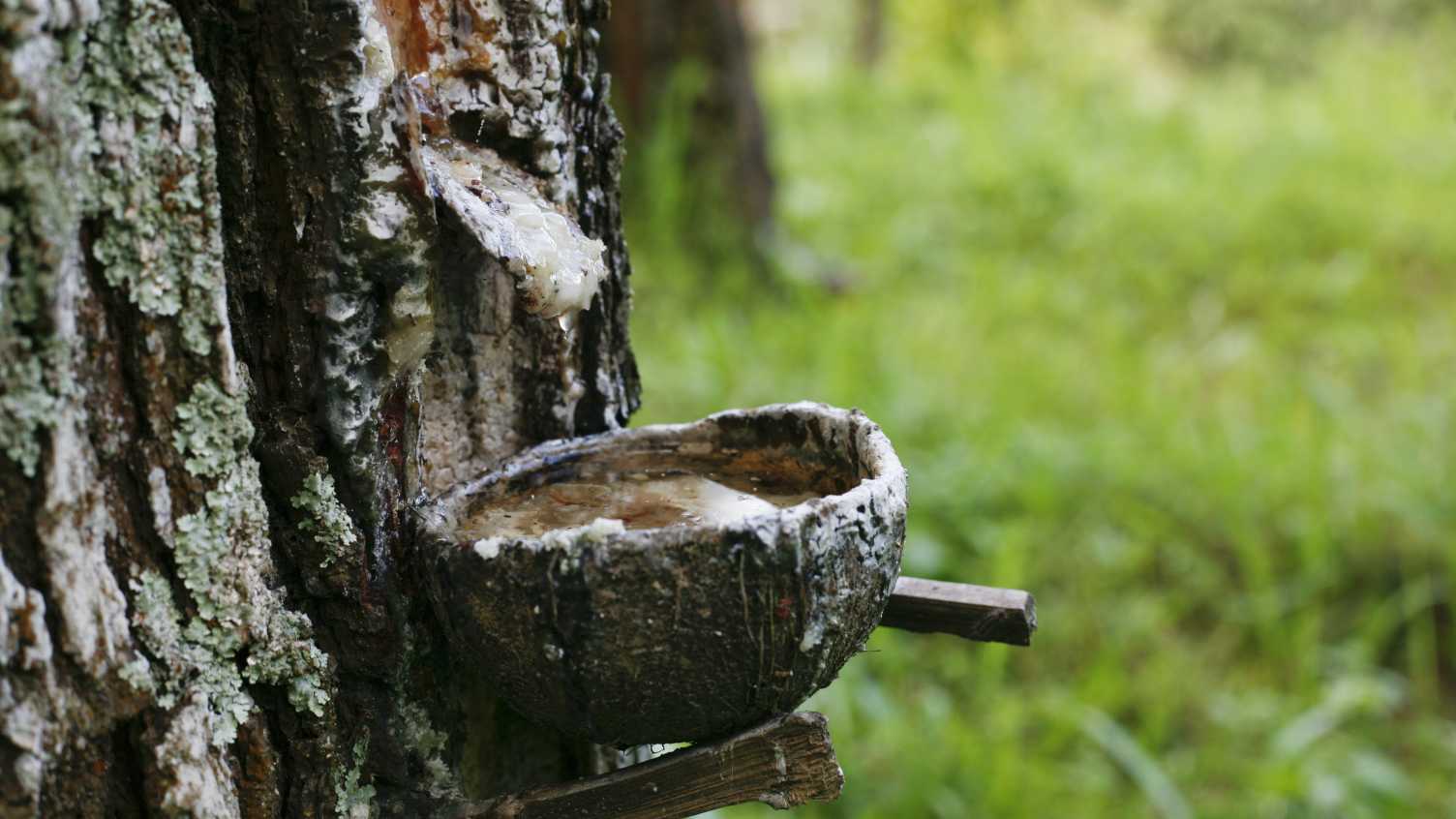 Thumbnail for The true extent of tropical forest loss from rubber plantations revealed by new …